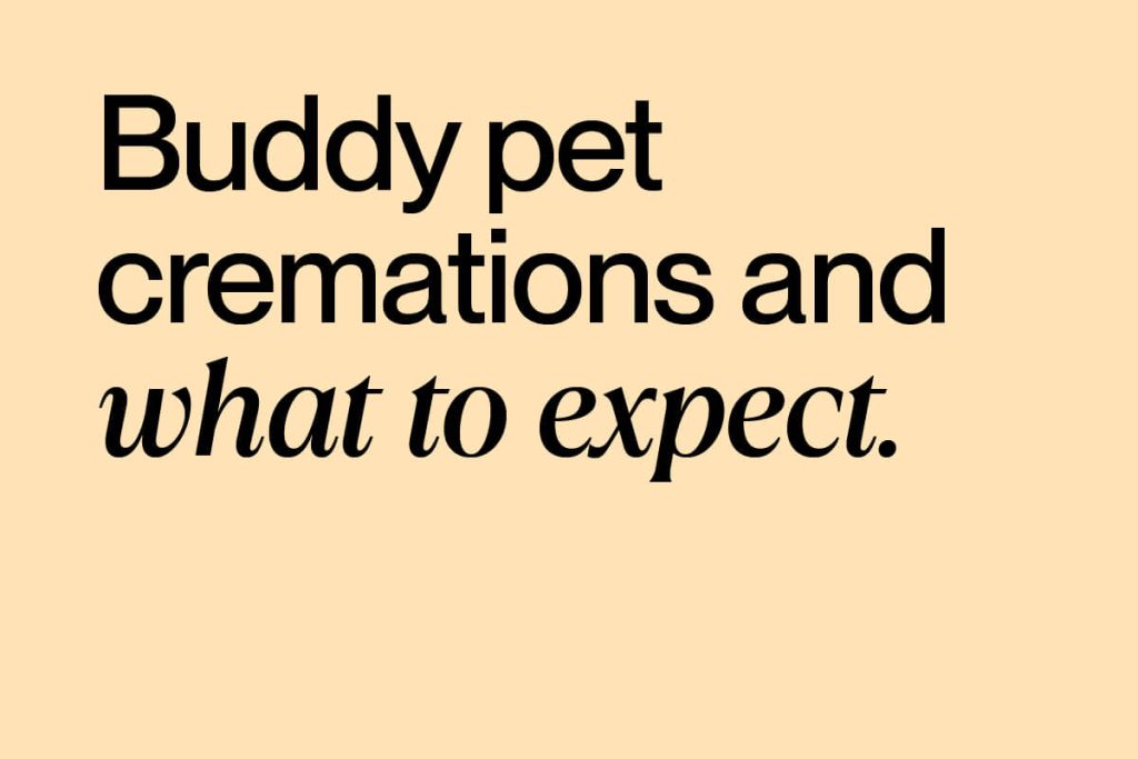 What is pet cremation, and what should you expect?